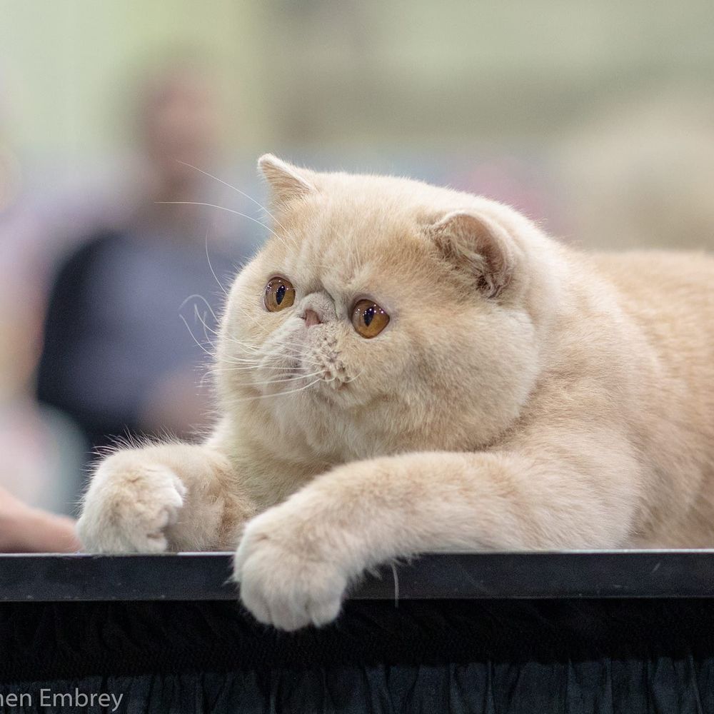 Meet your Posher, Tabatha-mike